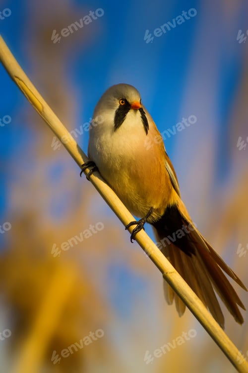 Preview: Funny, Bearded Bird. Nature Background.