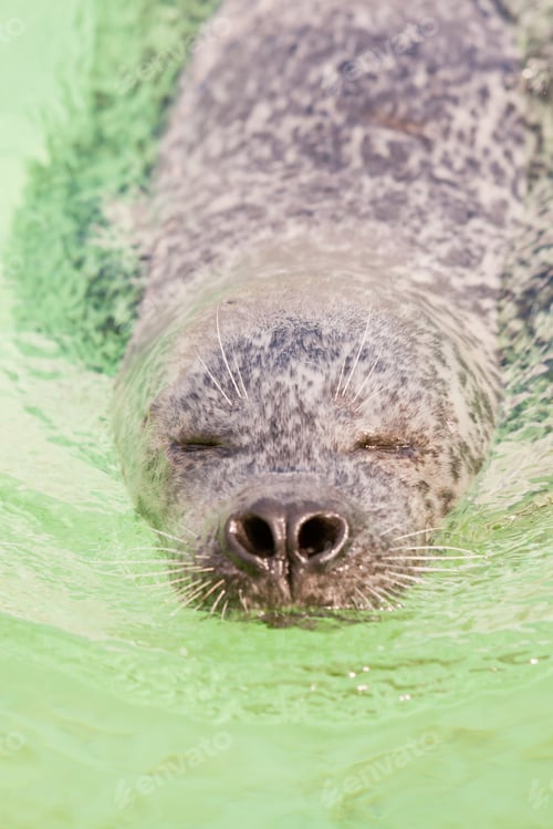 Preview: Cute Seal In Basin. Swimming And Playing In Water. Texel. Wadden Island. Ecomare. The Netherlands.