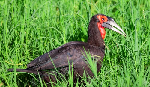 Preview: Southern Ground Hornbill Feeding On Insects In Open Field; Bucorvus Leadbeateri; Tarangire National