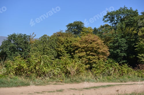 Preview: Beautiful Autumn Landscape