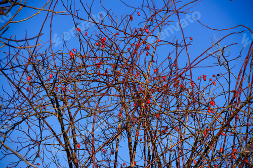 Preview: Dog Rose (Rosa Canina) Bush Against Blue Sky