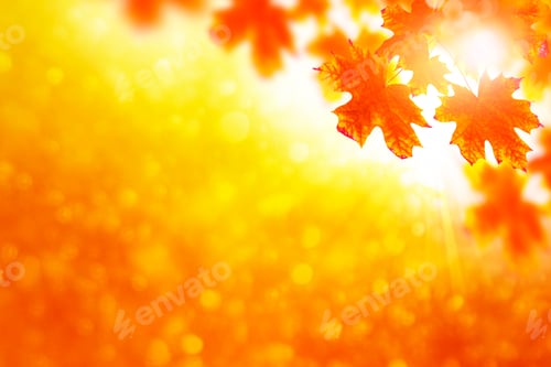 Preview: Autumn Landscape With Bright Colorful Leaves. Indian Summer. Nature