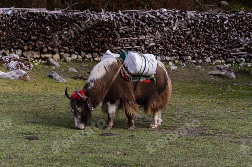 Preview: Yak In Nepal