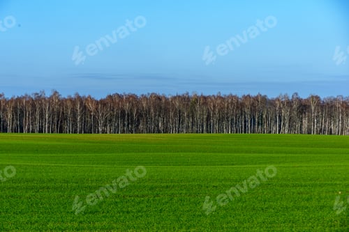 Preview: Green Cultivated Fields In Countryside With Straight Lines. Agriculture Under Clear Sky