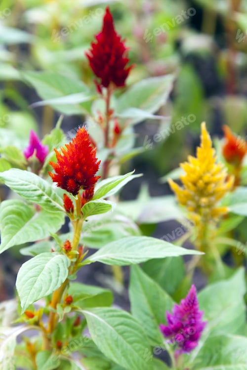 Preview: Vibrant Plume Flowers Bloom in a Sunny Garden