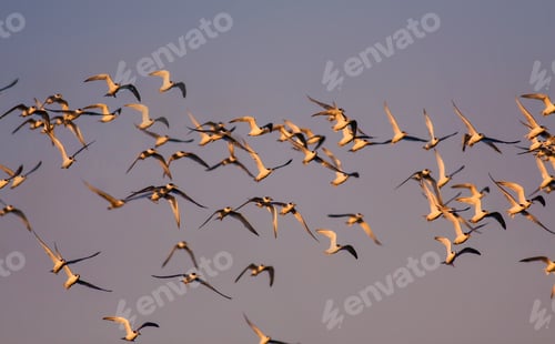 Preview: Flying Birds. Nature Background.