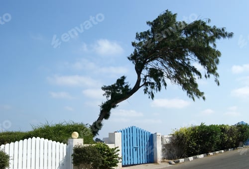 Preview: Beautiful Tilted Pine Grows In The Garden Against The Blue Sky. Low Decorative Fence In The