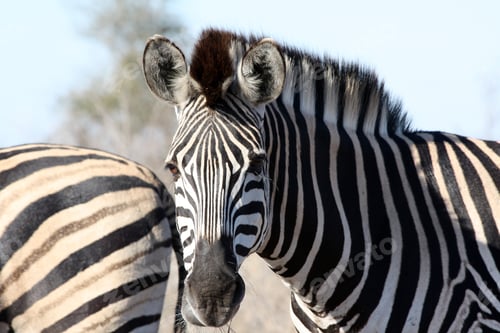 Preview: Zebras, Kruger National Park, South Africa