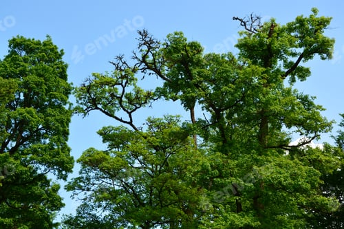 Preview: Green Trees Against Sunny Blue Sky