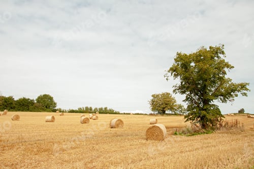 Preview: Straw Bales In A Summertime Field.