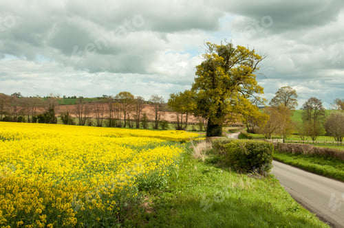 Preview: Summertime Canola Fields In The English Countryside.