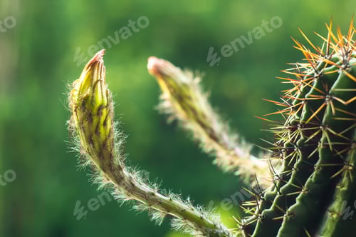Preview: Close-Up of Cactus Buds Against Green Background