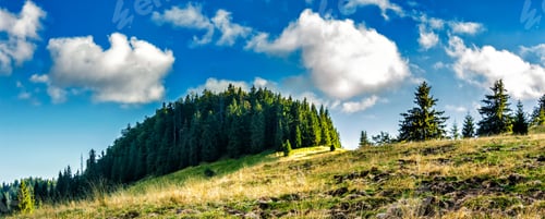 Preview: Panorama Of Spruce Forest On The Hillside Meadow