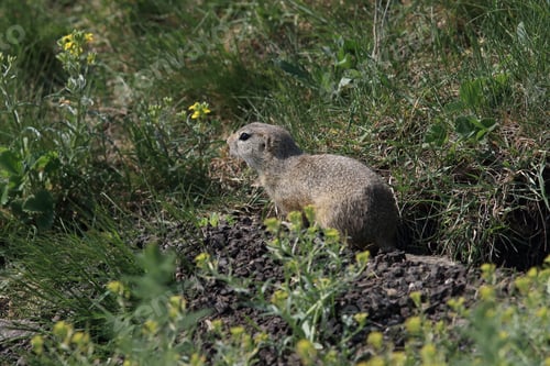 Preview: European Ground Squirrel (Spermophilus Citellus) Rana- Czech Republic