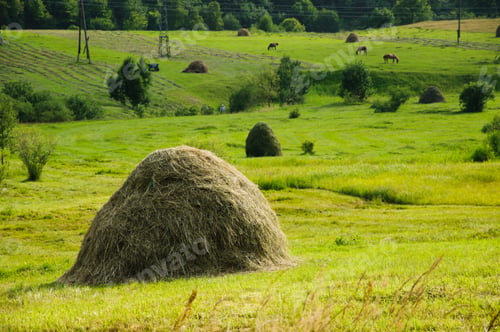 Preview: Summer Landscape