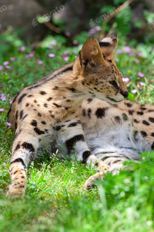 Preview: Resting Serval (Leptailurus Serval) In The Grass