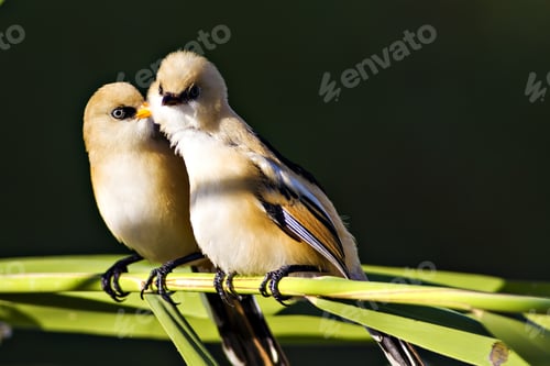 Preview: Lovely Birds. Cute Little Birds; Bearded Reedling. Dark Green Nature Background. Birds: Panurus