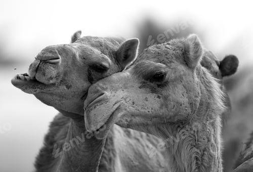 Preview: Closeup Of Arabian Camels, Bahrain
