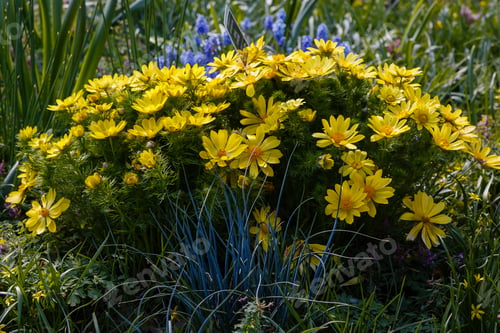 Preview: Adonis Vernalis Is A Perennial Flowering Plant In Sping Garden. Adonis Vernalis Is A Medicinal