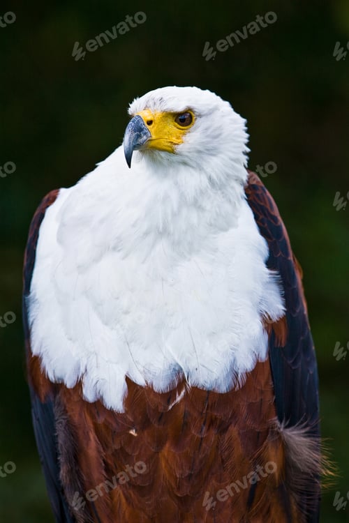 Preview: African Fish Eagle (Haliaeetus Vocifer)