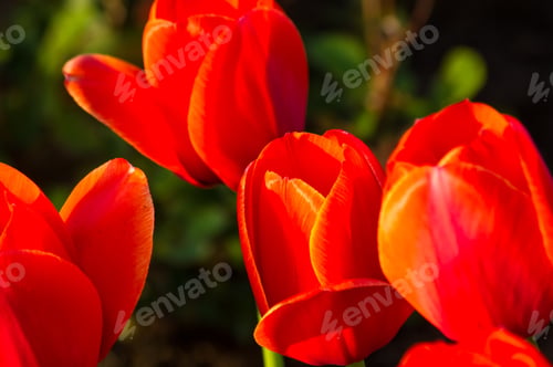 Preview: Colorful Tulips In Early Spring In The Garden