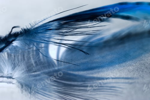 Preview: Colorful Rooster Feather With Details And Reflexions