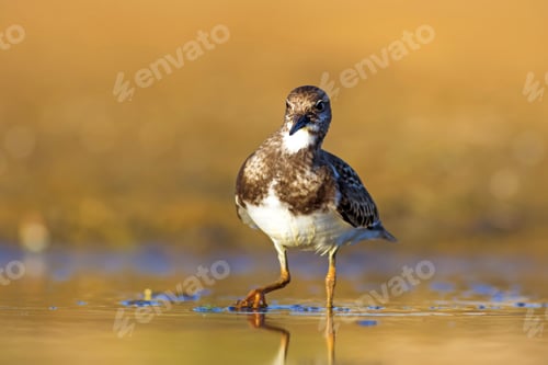 Preview: Water Bird. Blue Yellow Nature Background. Bird: Ruddy Turnstone.