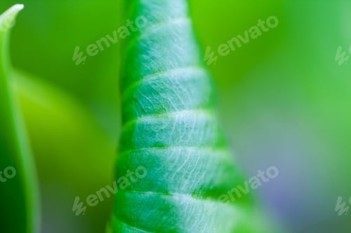Preview: Green, Abstract Composition With Leaf Texture And Soft Focus