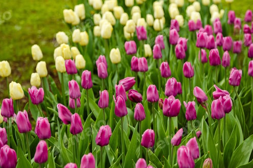 Preview: Flowering Pink Tulips In The Spring Garden. Growing Of Bulbous Plants. Variety Of Dutch Selection