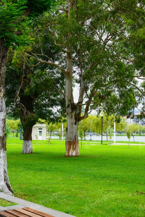 Preview: High Eucalyptus Trees In The City Park