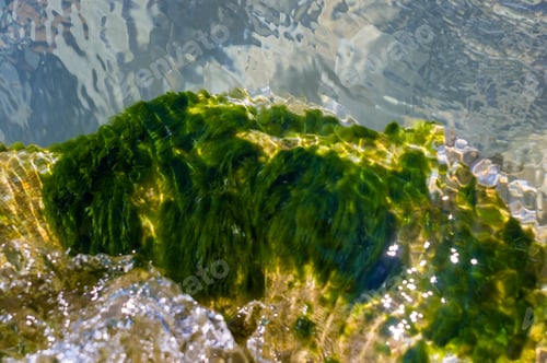 Preview: Stones With Green Algae In Clear Sea Water
