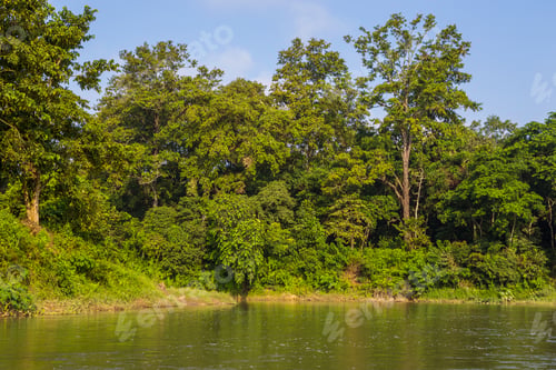 Preview: Beautiful View Inside Of The Forest In The Royal Chitwan National Park, Rapti River, Sauraha