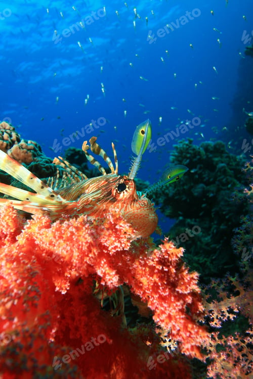 Preview: Lionfish, Soft Coral And Glassfish