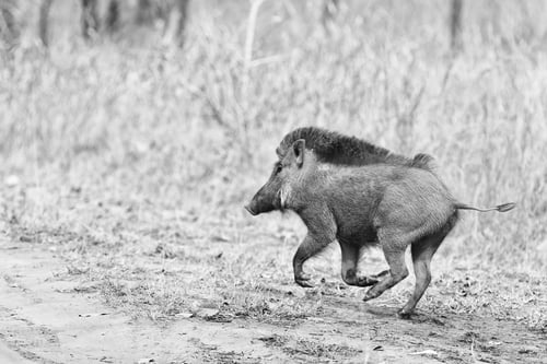 Preview: Wild Boar In The Bandhavgarh National Park, India