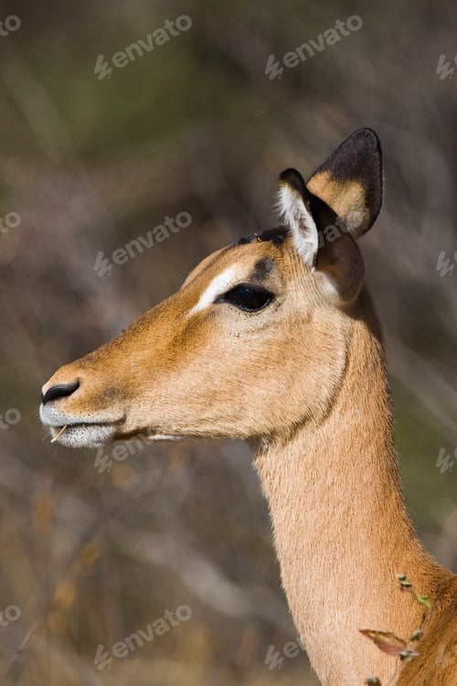 Preview: Impala Antelope In The Kruger National Park, South Africa