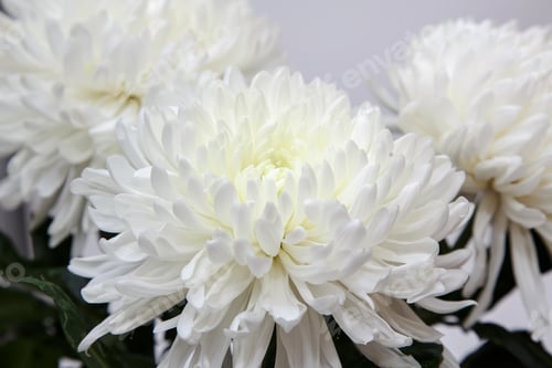 Preview: White Chrysanthemums