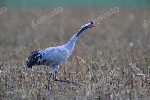 Preview: Common Cranes In The Field Mecklenburg Germany