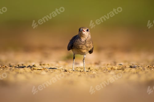 Preview: Cute Bird Collared Pratincole. Warm Colors Nature Background. Collared Pratincole / Glareola
