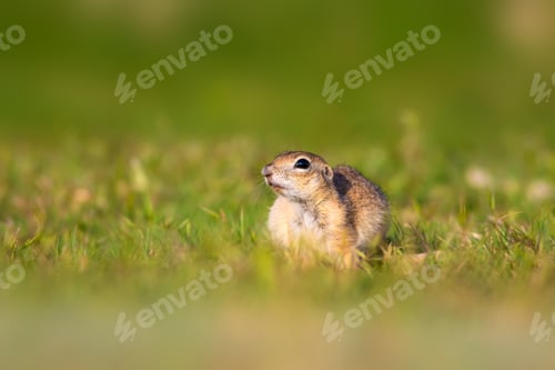 Preview: Cute Funny Animal Ground Squirrel. Green Nature Background.