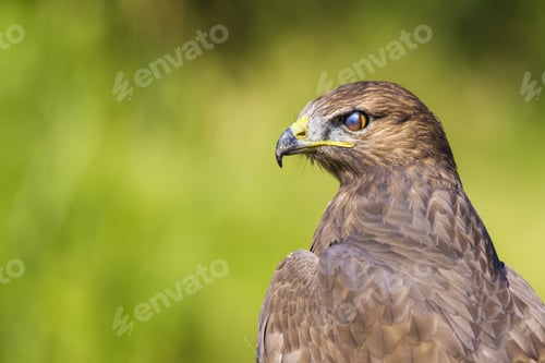 Preview: Bird Of Prey. Green Nature Background. Bird: Long Legged Buzzard. Buteo Rufinus.