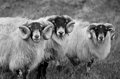 Preview: Scottish Blackface Sheeps In The Scottish Highlands