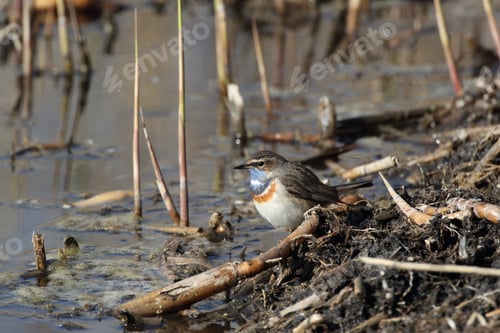 Preview: Bluethroat (Luscinia Svecica Cyanecula), Germany