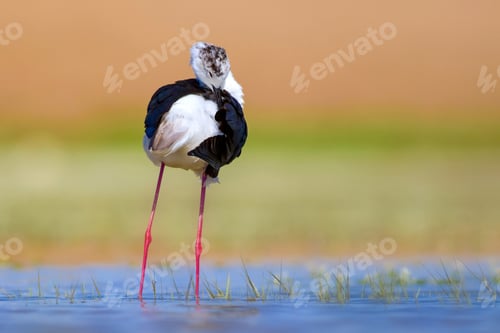 Preview: Common Water Bird Portrait. Green Blue Nature Background. Bird: Black Winged Stilt. Himantopus