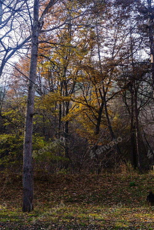 Preview: Forest In Autumn Colors, Armenia