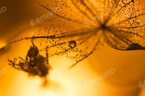 Preview: Macro, Abstract Composition With Colorful Water Drops On Dandelion Seeds