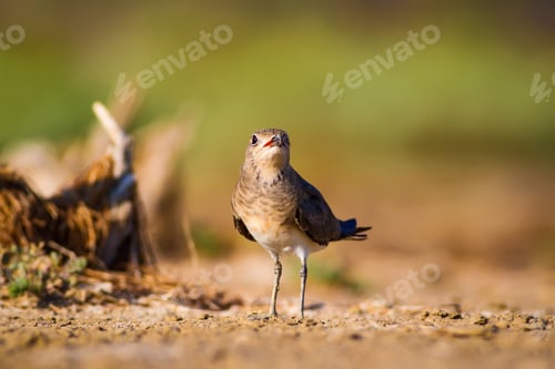 Preview: Cute Bird Collared Pratincole. Warm Colors Nature Background. Bird: Collared Pratincole. Glareola