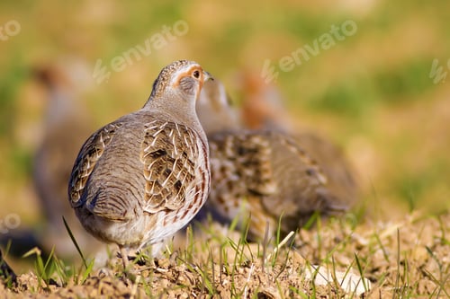 Preview: Partridges. Colorful Nature Background. Bird: Grey Partridge. Perdix Perdix.