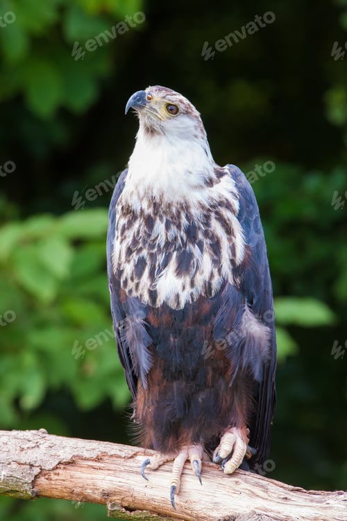 Preview: African Fish Eagle (Haliaeetus Vocifer)