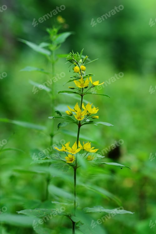 Preview: Yellow Loosestrife (Lysimachia Punctata)