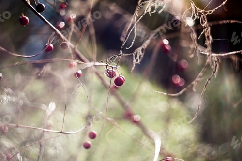 Vista previa: Dried Asparagus Plant With Seeds